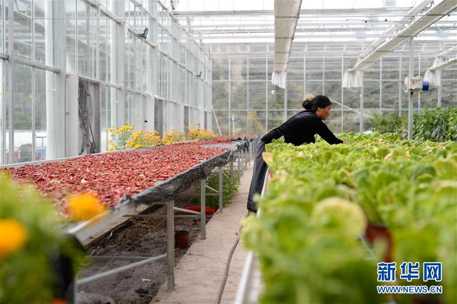 （新華全媒頭條&middot;圖文互動(dòng)）（13）格?；ㄩ_(kāi)滿天路&mdash;&mdash;寫(xiě)在川藏公路通車(chē)65周年之際