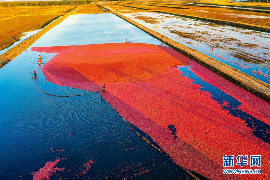 （脫貧攻堅&middot;圖文互動）（2）中國東極故事之五：蔓越莓為什么這樣紅？