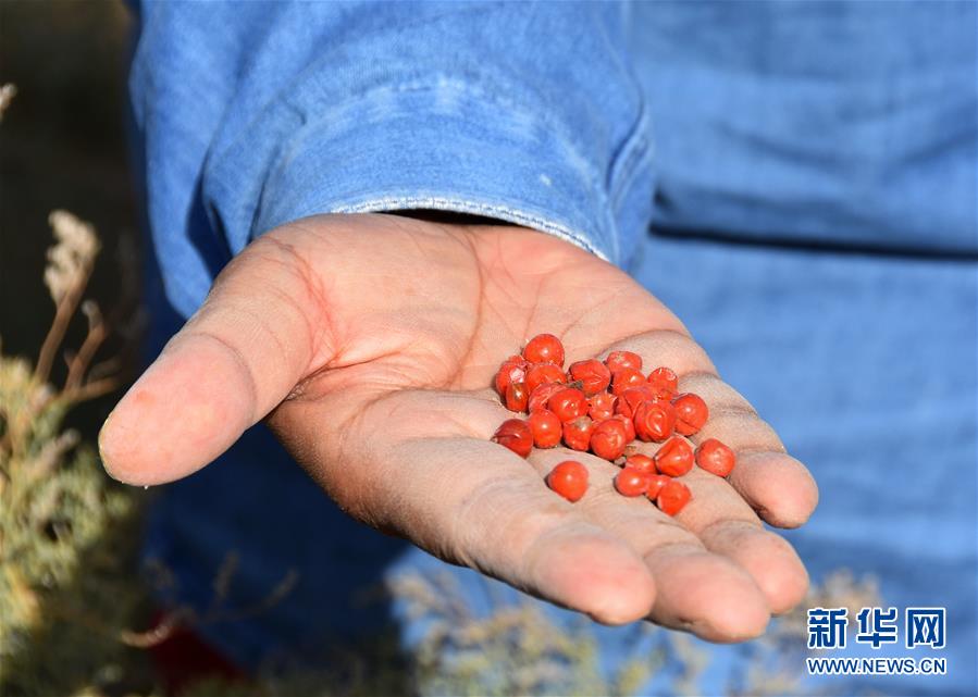 （新華全媒頭條&middot;圖文互動）（8）塔克拉瑪干的&ldquo;播綠使者&rdquo;&mdash;&mdash;中科院新疆生態(tài)與地理研究所高級工程師常青的故事