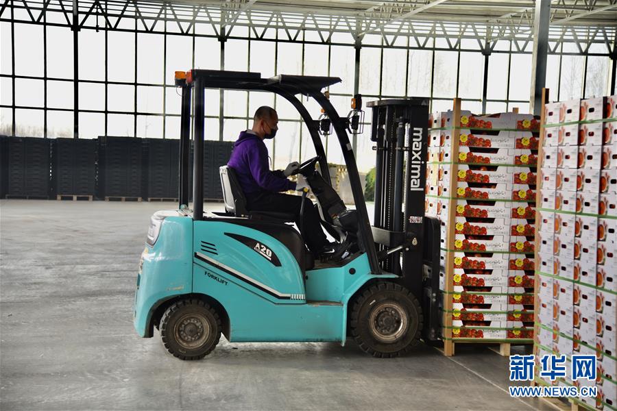 （新春走基層&middot;圖文互動）（2）大興安嶺南麓的春天之六：鹽堿地長出&ldquo;黃金果&rdquo;