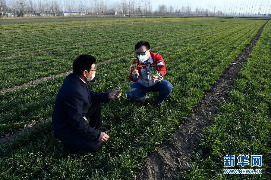 （圖文互動）（1）別樣的春耕&mdash;&mdash;來自農業(yè)大省山東的春耕備耕見聞