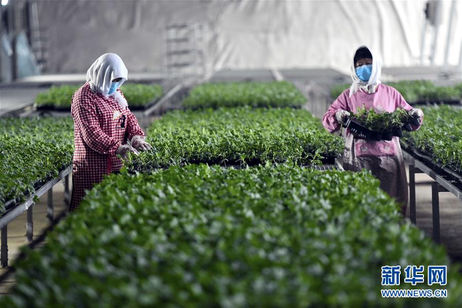 （圖文互動）（4）別樣的春耕&mdash;&mdash;來自農業(yè)大省山東的春耕備耕見聞