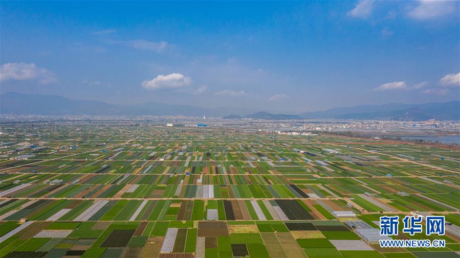 （抓好春耕備耕 穩(wěn)住農(nóng)業(yè)生產(chǎn)&middot;圖文互動(dòng)）（5）&ldquo;栽種的是菜苗，收獲的是希望&rdquo;&mdash;&mdash;云南蔬菜集散地通?？h春耕見(jiàn)聞 