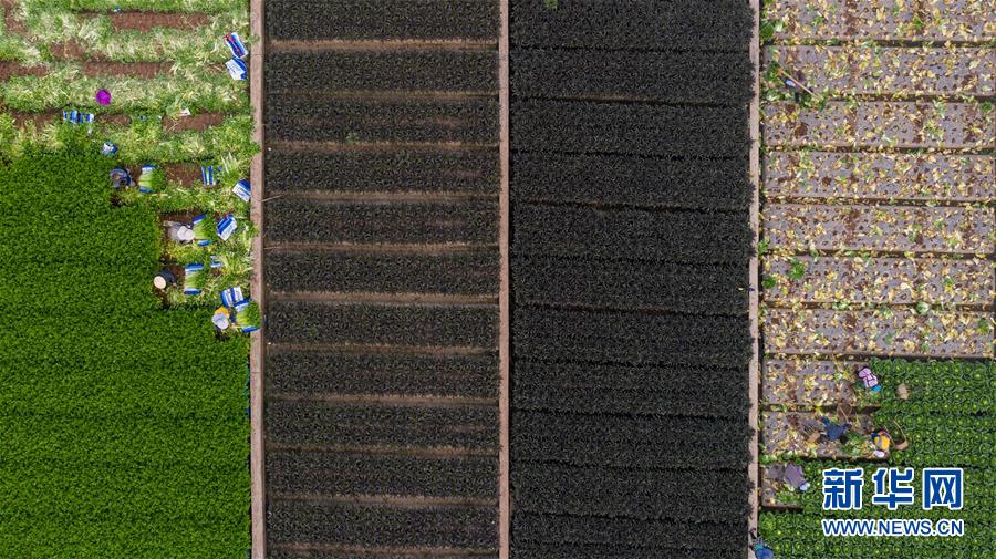 （抓好春耕備耕 穩(wěn)住農(nóng)業(yè)生產(chǎn)&middot;圖文互動(dòng)）（4）&ldquo;栽種的是菜苗，收獲的是希望&rdquo;&mdash;&mdash;云南蔬菜集散地通?？h春耕見(jiàn)聞 