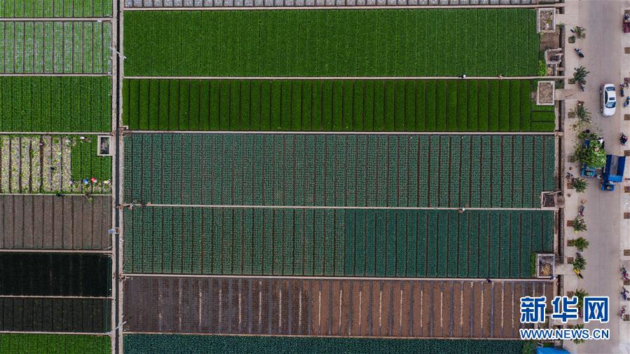 （抓好春耕備耕 穩(wěn)住農(nóng)業(yè)生產(chǎn)&middot;圖文互動(dòng)）（1）&ldquo;栽種的是菜苗，收獲的是希望&rdquo;&mdash;&mdash;云南蔬菜集散地通海縣春耕見(jiàn)聞 