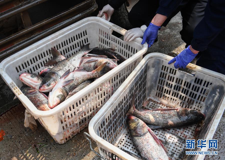 （聚焦疫情防控）（6）咸寧為武漢加&ldquo;魚(yú)&rdquo;