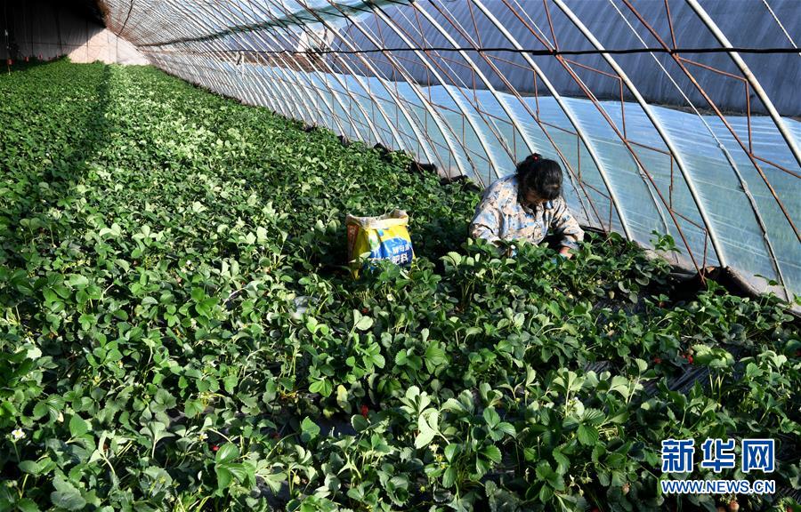 （在習(xí)近平新時(shí)代中國特色社會(huì)主義思想指引下&mdash;&mdash;新時(shí)代新作為新篇章&middot;習(xí)近平總書記關(guān)切事&middot;圖文互動(dòng)）（3）戰(zhàn)&ldquo;疫&rdquo;要?jiǎng)艜r(shí)，戰(zhàn)&ldquo;貧&rdquo;再加把勁！&mdash;&mdash;中央各部門助力脫貧攻堅(jiān)很給力