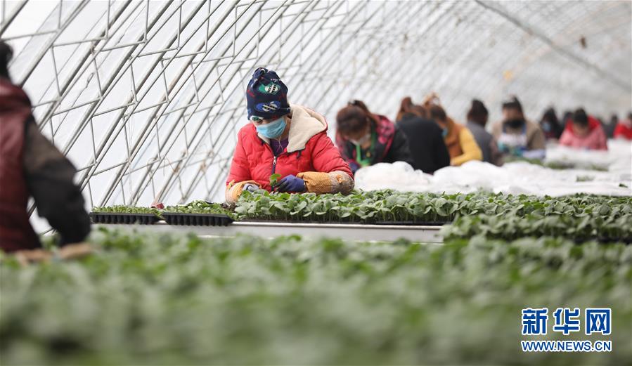 (新華全媒頭條·圖文互動(dòng))(3)春色最濃在田間——來自全國春耕備耕的現(xiàn)場觀察