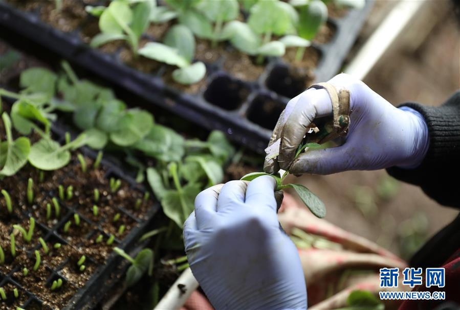 (新華全媒頭條·圖文互動(dòng))(4)春色最濃在田間——來自全國春耕備耕的現(xiàn)場觀察