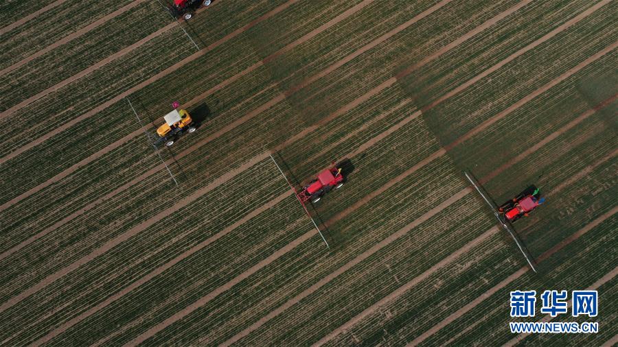 (新華全媒頭條·圖文互動(dòng))(5)春色最濃在田間——來自全國春耕備耕的現(xiàn)場觀察