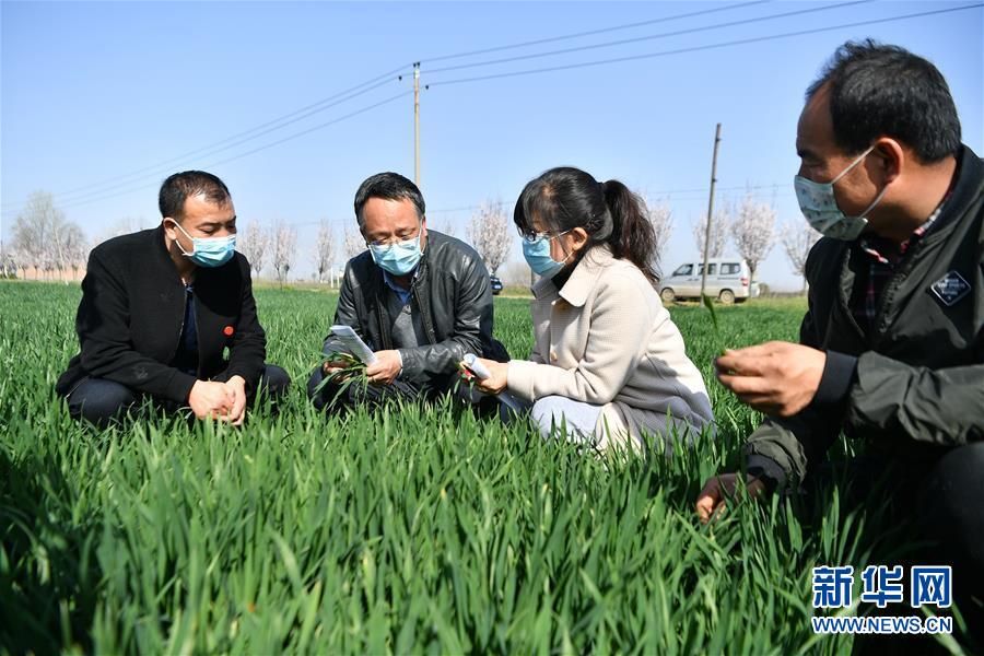 (新華全媒頭條·圖文互動(dòng))(8)春色最濃在田間——來自全國春耕備耕的現(xiàn)場觀察