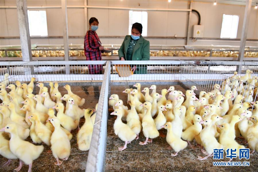 （決戰(zhàn)決勝脫貧攻堅(jiān)&middot;圖文互動(dòng)）（2）天然&ldquo;寶貝&rdquo;促增收&mdash;&mdash;貴州錦屏縣培育扶貧產(chǎn)業(yè)見聞