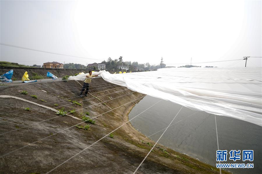 (圖文互動)(3)疏通產業(yè)鏈堵點 保障“菜籃子”供應——重慶養(yǎng)殖大區(qū)力促養(yǎng)殖業(yè)補損復產