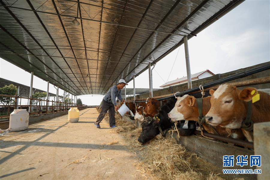 （圖文互動）（5）疏通產(chǎn)業(yè)鏈堵點 保障&ldquo;菜籃子&rdquo;供應(yīng)&mdash;&mdash;重慶養(yǎng)殖大區(qū)力促養(yǎng)殖業(yè)補損復(fù)產(chǎn)