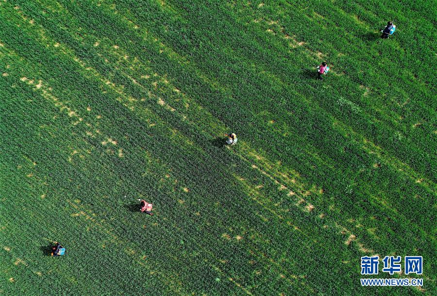 （新華全媒頭條&middot;圖文互動）（5）春天，匯聚復(fù)蘇的力量&mdash;&mdash;寫在2020年首季中國經(jīng)濟(jì)收官之際