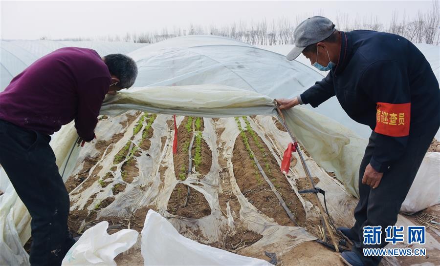 (脫貧攻堅(jiān)·圖文互動(dòng))(2)天津:惠豐前村種下脫貧致富“新希望”