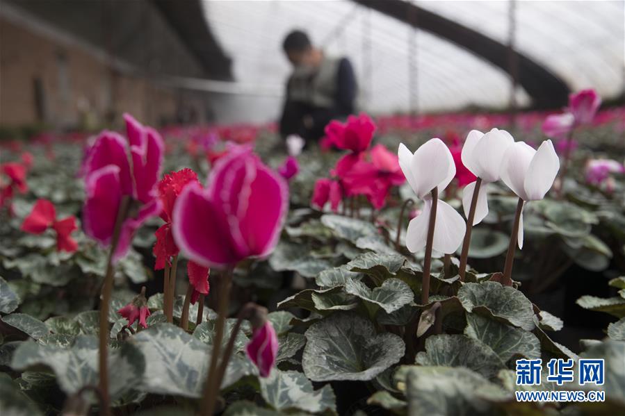 （在習近平新時代中國特色社會主義思想指引下&mdash;&mdash;新時代新作為新篇章&middot;習近平總書記關(guān)切事&middot;圖文互動）（2）希望的田野，希望的春天&mdash;&mdash;各地農(nóng)業(yè)生產(chǎn)新動態(tài)掃描