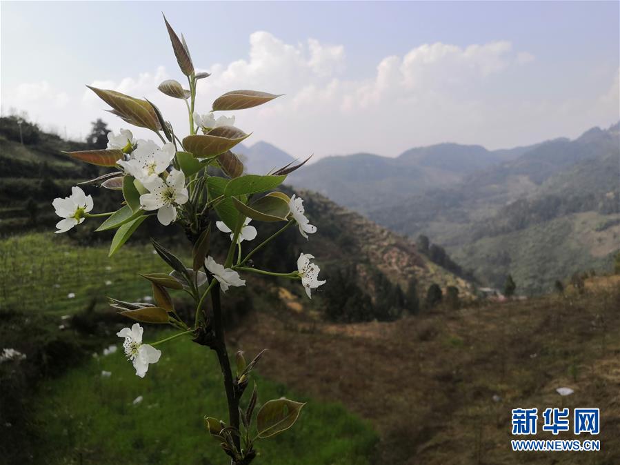 （決戰(zhàn)決勝脫貧攻堅&middot;圖文互動）（1）寄相思，償夙愿&mdash;&mdash;5封清明&ldquo;家書&rdquo;里的決戰(zhàn)決勝信念