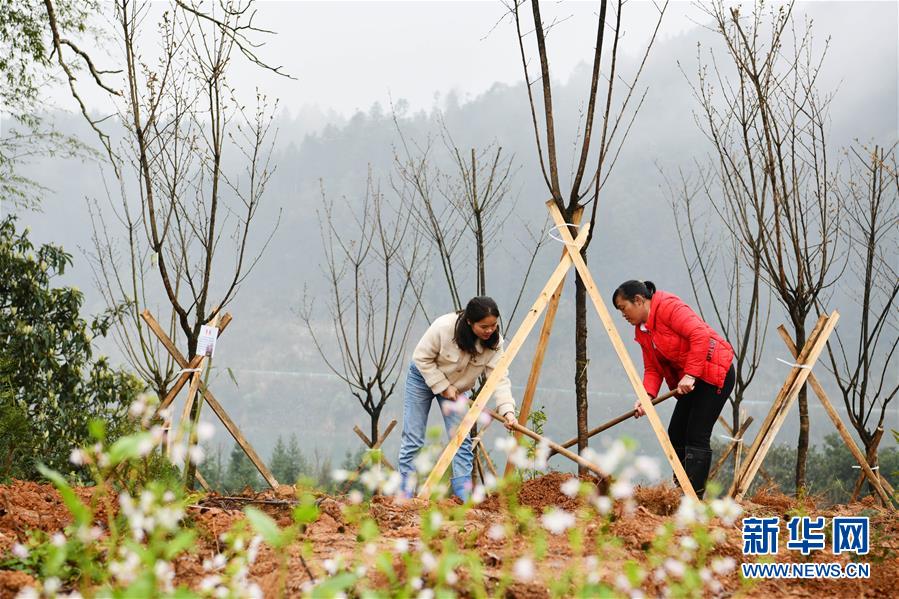 (決戰(zhàn)決勝脫貧攻堅(jiān)·圖文互動)政府種樹到農(nóng)家 培花育果再出發(fā)
