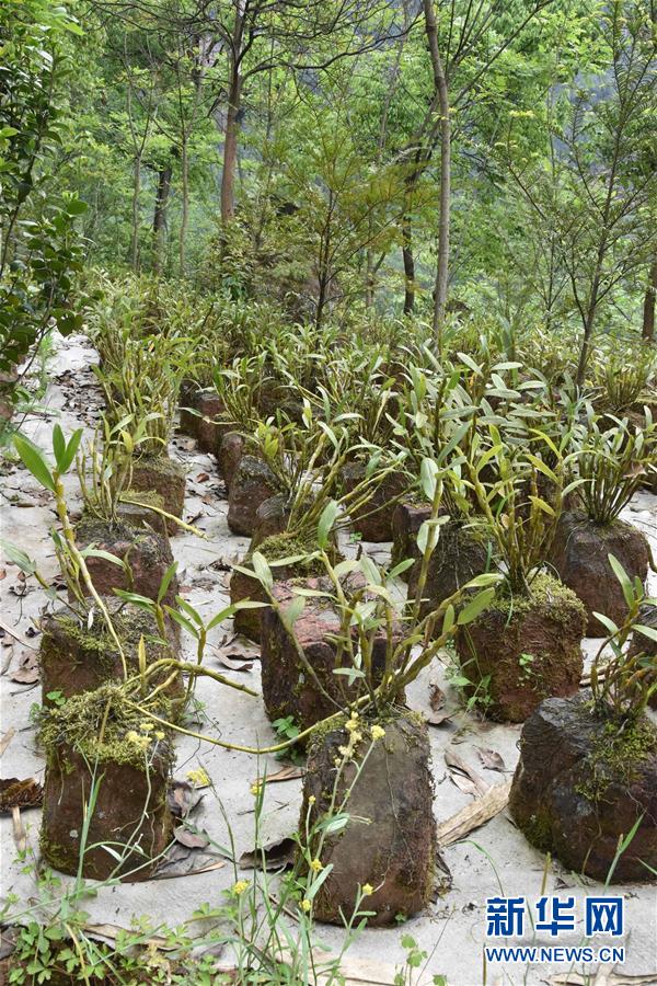 （決戰(zhàn)決勝脫貧攻堅&middot;圖文互動）（3）這個脫貧縣的石頭為何比土金貴？