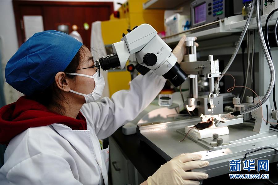 （圖文互動(dòng)）（2）攻擊行為如何被大腦控制？科學(xué)家在小鼠大腦中發(fā)現(xiàn)&ldquo;調(diào)節(jié)開(kāi)關(guān)&rdquo;