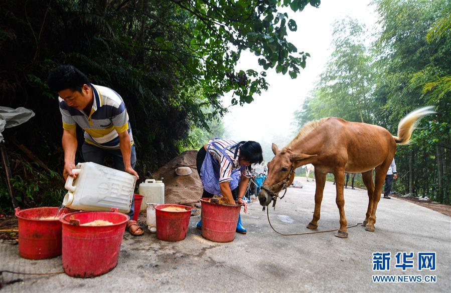 (決戰(zhàn)決勝脫貧攻堅(jiān)·圖文互動(dòng))(4)老余賣(mài)騾子