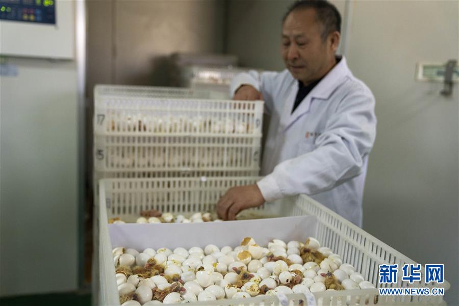 （決戰(zhàn)決勝脫貧攻堅(jiān)&middot;圖文互動(dòng)）（1）小鴿子帶來(lái)大希望&mdash;&mdash;河北阜平硒鴿產(chǎn)業(yè)&ldquo;飛翔&rdquo;記