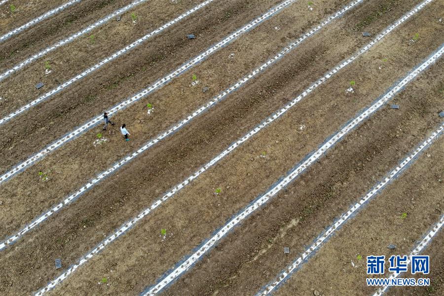 (代表委員履職)(6)全國人大代表王萌萌:產(chǎn)業(yè)興旺讓鄉(xiāng)村振興更有底氣