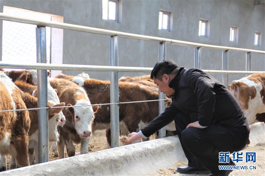（脫貧攻堅&middot;扶貧印記）（4）&ldquo;牛書記&rdquo;帶領牧民發(fā)展&ldquo;牛產(chǎn)業(yè)&rdquo;助力脫貧