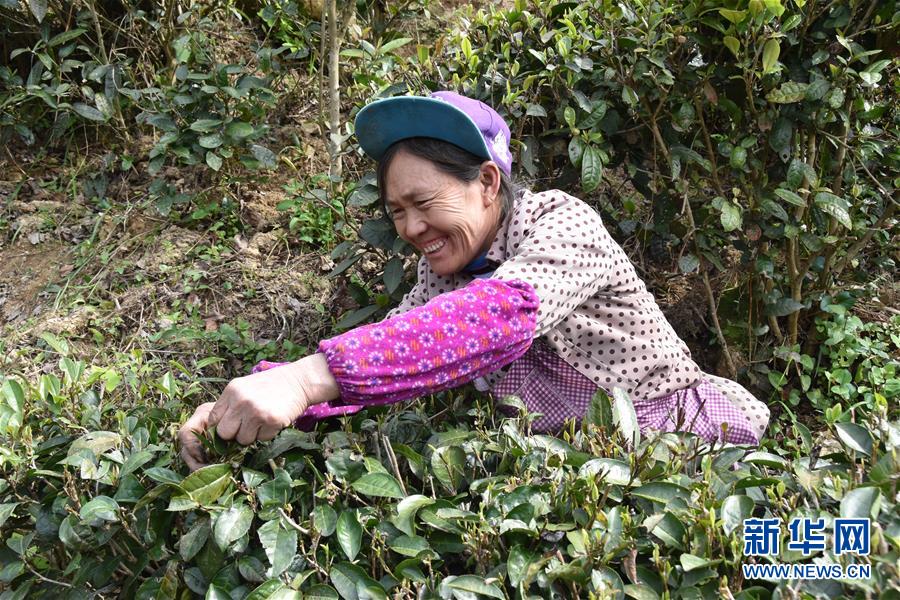 (決戰(zhàn)決勝脫貧攻堅(jiān)·圖文互動(dòng))(1)因地制宜的“魅力”——貴州脫貧攻堅(jiān)一線采訪隨筆