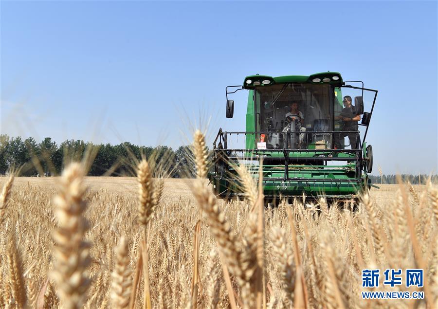 （關(guān)注三夏&middot;圖文互動(dòng)）（5）麥田&ldquo;后浪&rdquo;的農(nóng)事新說(shuō)