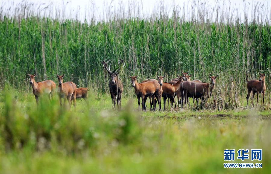 (新華全媒頭條·圖文互動(dòng))(9)大湖新歌——我國(guó)兩大淡水湖全面生態(tài)修復(fù)進(jìn)行時(shí)