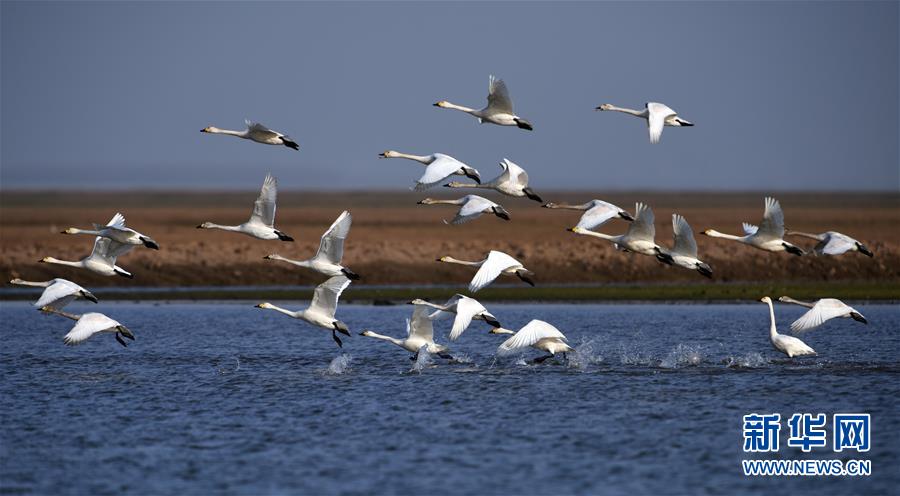 (新華全媒頭條·圖文互動(dòng))(10)大湖新歌——我國(guó)兩大淡水湖全面生態(tài)修復(fù)進(jìn)行時(shí)
