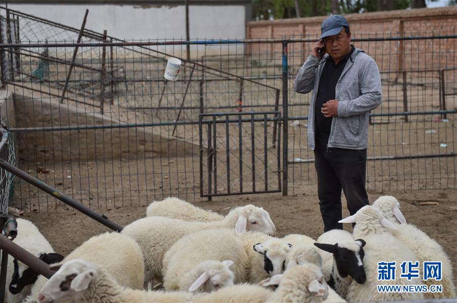 （決戰(zhàn)決勝脫貧攻堅&middot;圖文互動）（1）&ldquo;活羊經(jīng)紀(jì)人&rdquo;老白