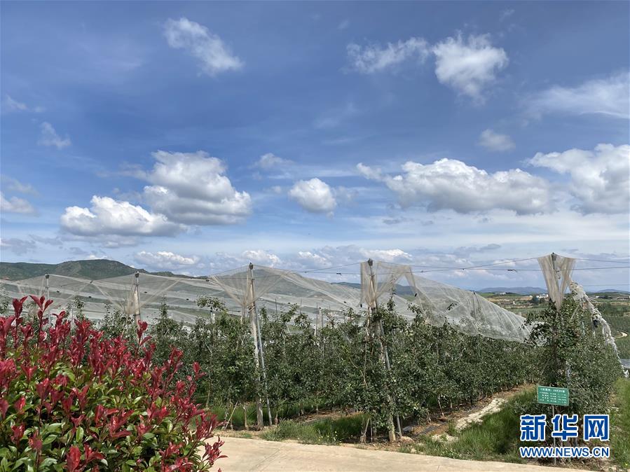 （決戰(zhàn)決勝脫貧攻堅&middot;圖文互動）（3）高原紅了，日子好了&mdash;&mdash;貴州海拔最高縣發(fā)展蘋果產(chǎn)業(yè)見聞