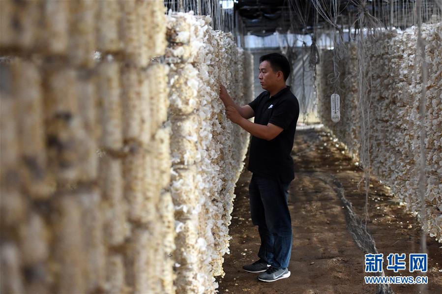  （新華全媒頭條&middot;圖文互動(dòng)）（7）青春，在希望的田野上&mdash;&mdash;大別山區(qū)尋訪&ldquo;城歸&rdquo;大學(xué)畢業(yè)生