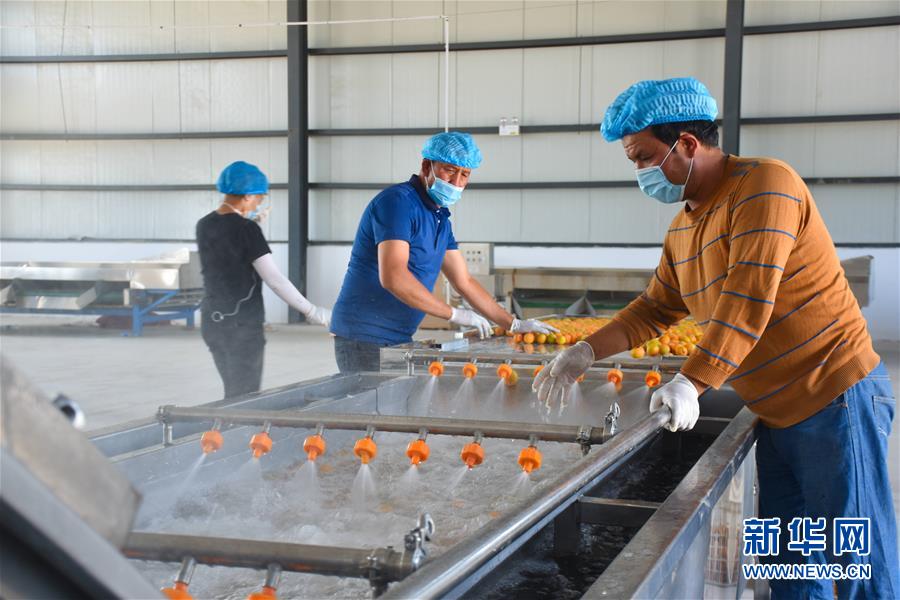 （決戰(zhàn)決勝脫貧攻堅&middot;圖文互動）（3）新疆&ldquo;杏鄉(xiāng)&rdquo;：杏果飄香 走出深閨助脫貧