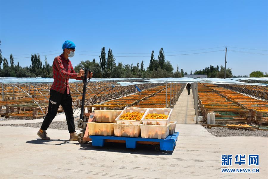 （決戰(zhàn)決勝脫貧攻堅&middot;圖文互動）（4）新疆&ldquo;杏鄉(xiāng)&rdquo;：杏果飄香 走出深閨助脫貧