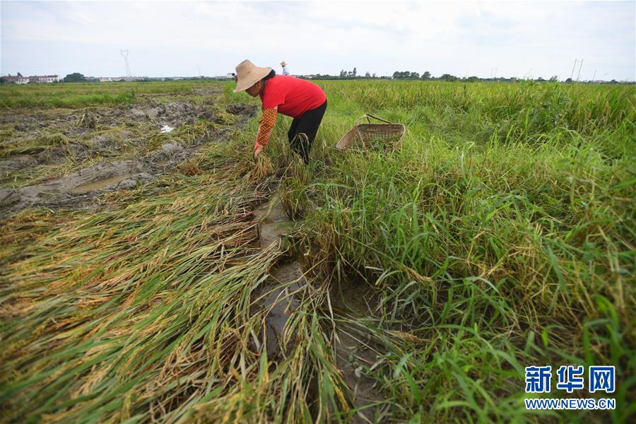 (新華全媒頭條·圖文互動)(13)為了人民群眾生命財產(chǎn)安全——聚焦關鍵時期全國防汛抗洪工作