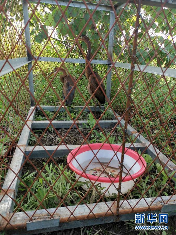 （防汛抗洪&middot;圖文互動(dòng)）（3）洞庭湖洪水中的野生動(dòng)物&ldquo;生死營(yíng)救&rdquo;