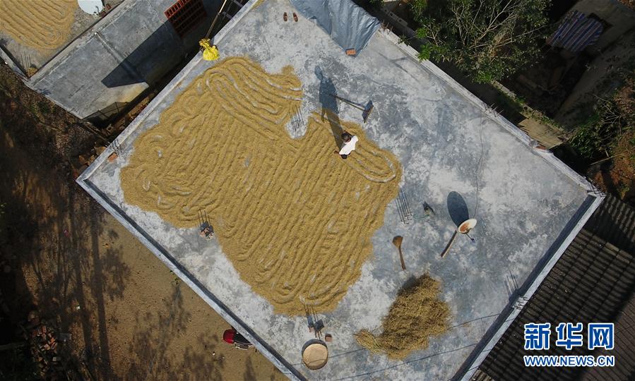 (走向我們的小康生活·圖文互動)(3)黎苗山鄉(xiāng)種養(yǎng)“老行當(dāng)”擦亮“綠色牌”