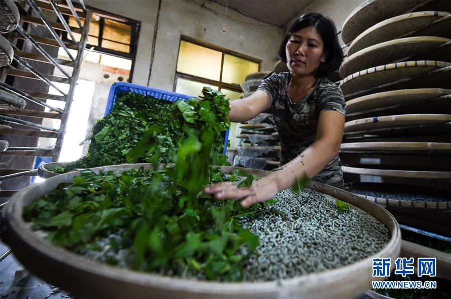 (走向我們的小康生活·圖文互動)(6)黎苗山鄉(xiāng)種養(yǎng)“老行當(dāng)”擦亮“綠色牌”