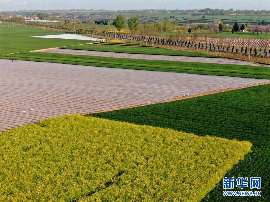 (在習(xí)近平新時(shí)代中國特色社會(huì)主義思想指引下——新時(shí)代新作為新篇章·習(xí)近平總書記關(guān)切事·圖文互動(dòng))(7)食為政首——穩(wěn)住農(nóng)業(yè)基本盤增添發(fā)展底氣