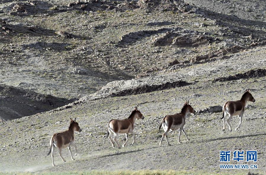（在習(xí)近平新時(shí)代中國特色社會(huì)主義思想指引下&mdash;&mdash;新時(shí)代新作為新篇章&middot;習(xí)近平總書記關(guān)切事&middot;圖文互動(dòng)）（1）綠色映底蘊(yùn)，山水見初心&mdash;&mdash;生態(tài)優(yōu)先、綠色發(fā)展持續(xù)造福群眾美好生活