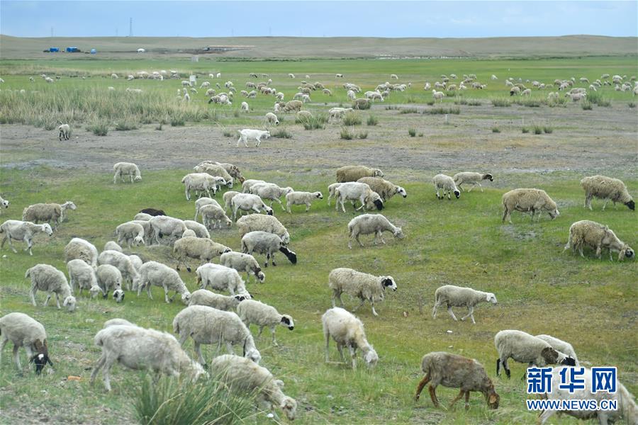 （走向我們的小康生活&middot;圖文互動(dòng)）（1）草原有了網(wǎng)，手機(jī)能放羊&mdash;&mdash;看呼倫貝爾大草原牧民生活變了樣 