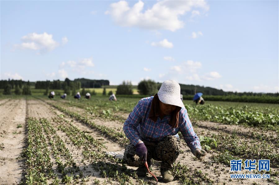 （決戰(zhàn)決勝脫貧攻堅(jiān)&middot;圖文互動）（1）脫貧致富新&ldquo;良藥&rdquo;