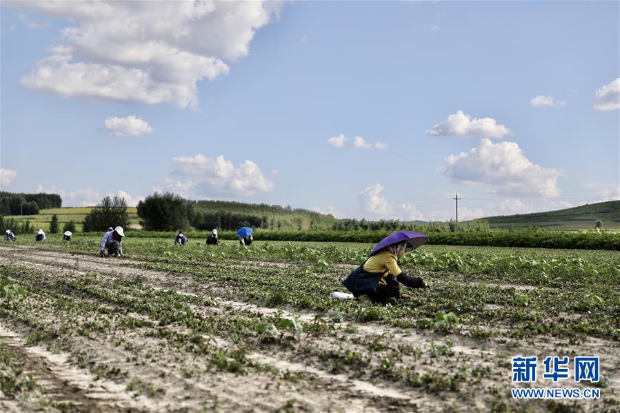 （決戰(zhàn)決勝脫貧攻堅(jiān)&middot;圖文互動）（2）脫貧致富新&ldquo;良藥&rdquo;