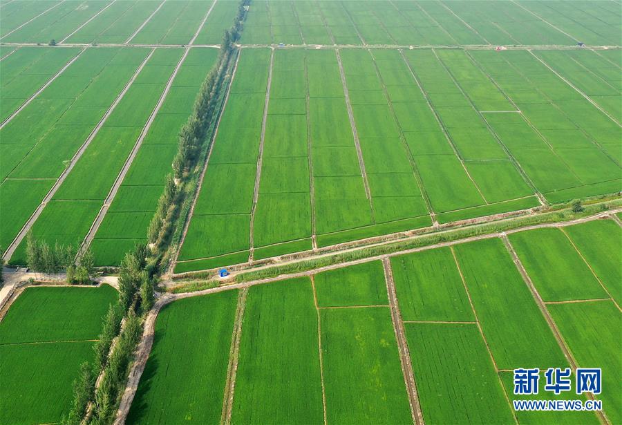 (新華全媒頭條·走向我們的小康生活·圖文互動(dòng))(6)“南大荒”變“稻蟹鄉(xiāng)”——資源枯竭型城市盤錦的鄉(xiāng)村振興之路