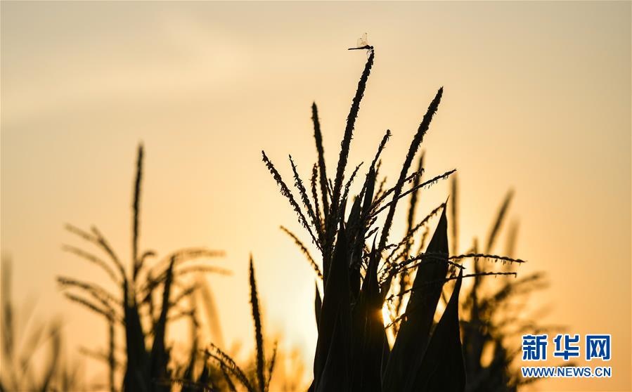 （在習(xí)近平新時(shí)代中國(guó)特色社會(huì)主義思想指引下&mdash;&mdash;新時(shí)代新作為新篇章&middot;習(xí)近平總書記關(guān)切事&middot;圖文互動(dòng)）（1）為黑土加&ldquo;油&rdquo;&mdash;&mdash;&ldquo;耕地中的大熊貓&rdquo;，我們這樣保護(hù)