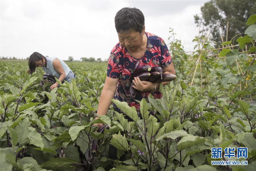 （決戰(zhàn)決勝脫貧攻堅(jiān)&middot;圖文互動）（1）幸福村的幸福&ldquo;菜&rdquo;事